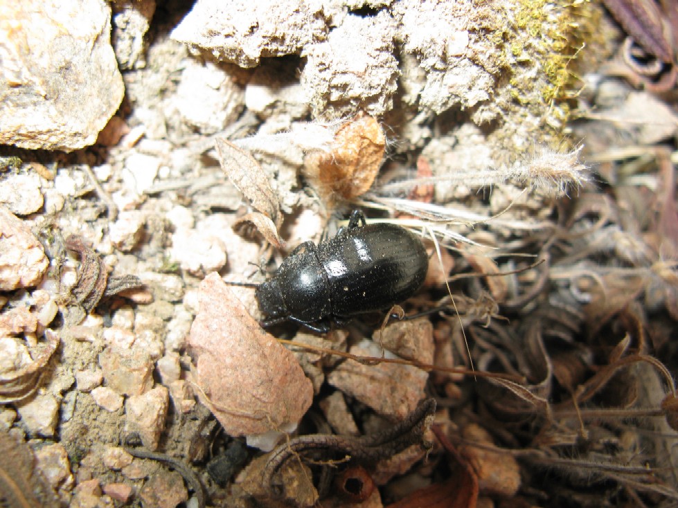 Coleotteri di Corsica